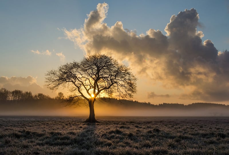 Silhouette of a person in quiet contemplation